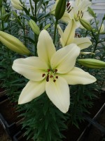 [5065 Courier No01.JPG]